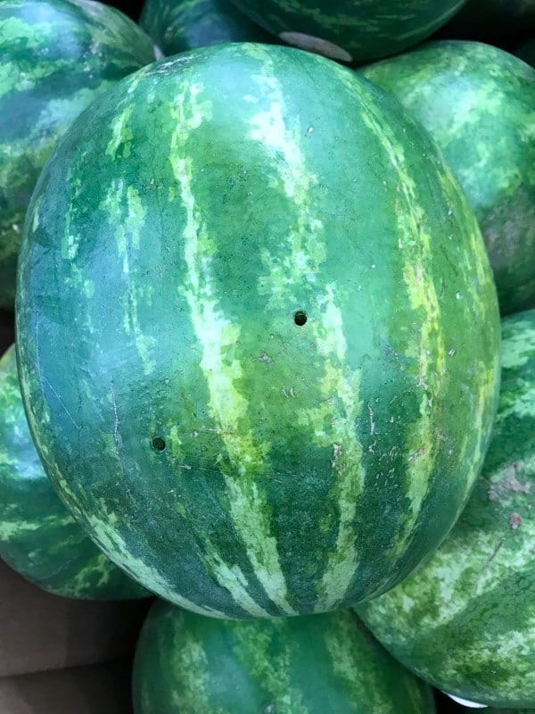 Bug holes in watermelon.