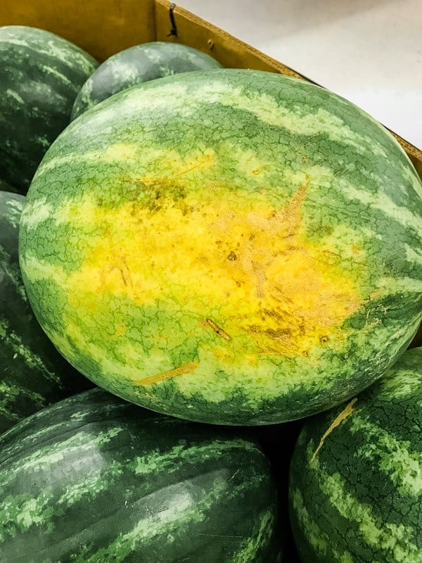 Large field (yellow) spot on watermelon.