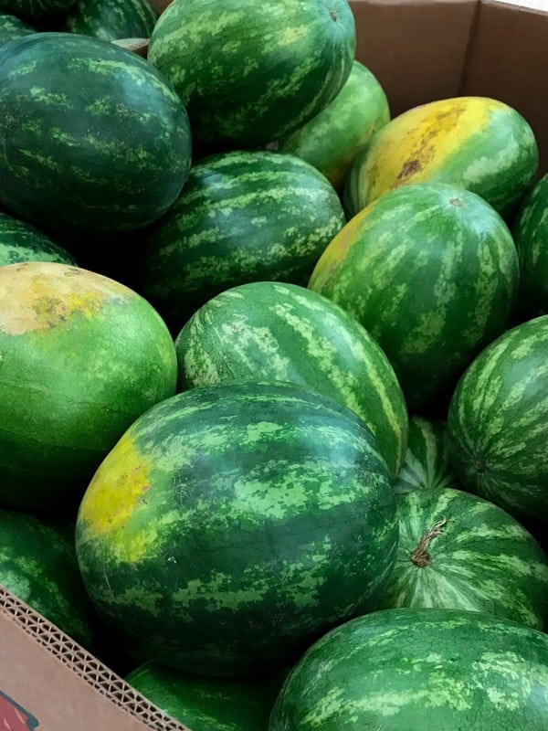 Bin of ripe watermelons.