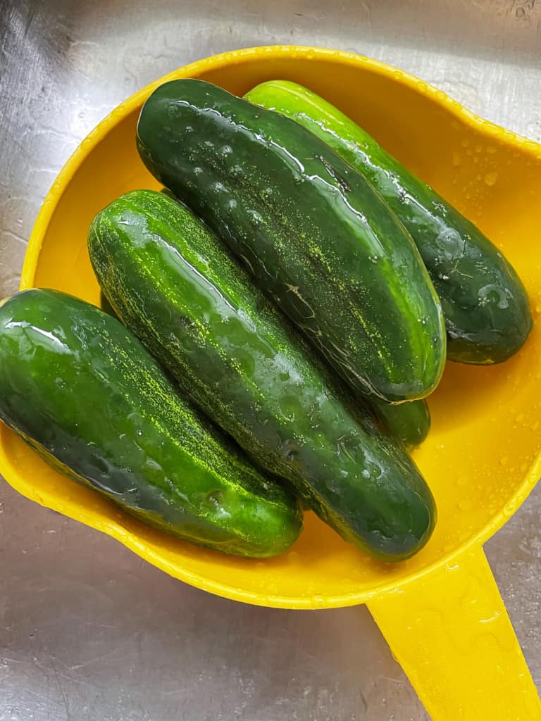 Pickling cucumbers washed in a yellow colander.